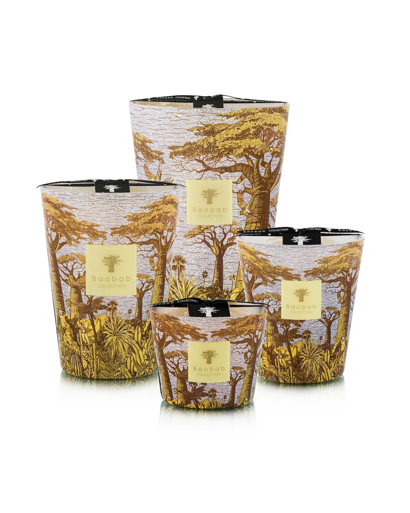 Baobab Sacred Trees Cocody