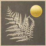 Fern Matches