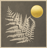 Fern Matches