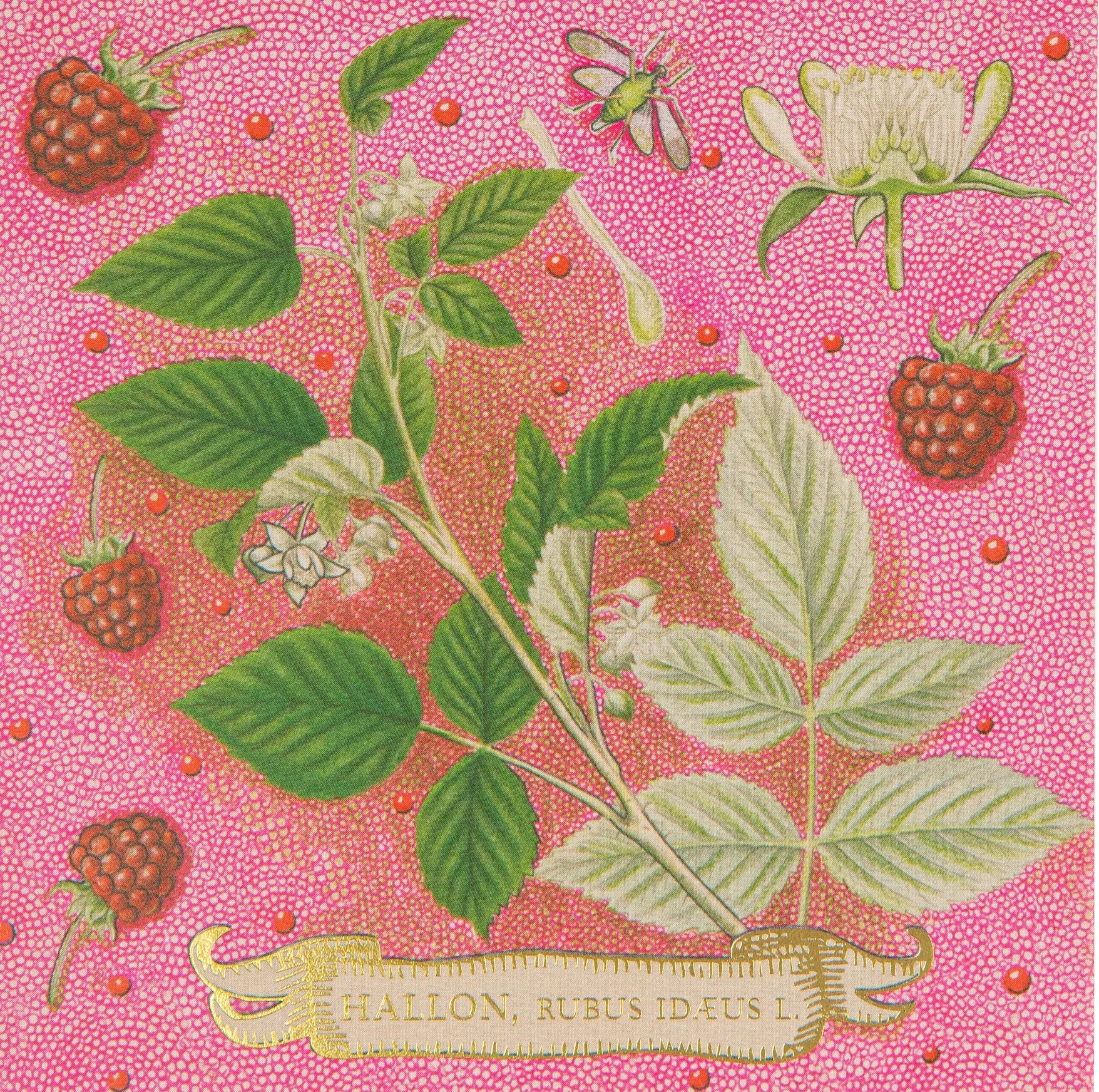 Rose Framboise Matches