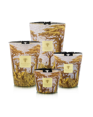 Baobab Sacred Trees Cocody