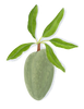 Almond