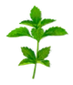 Basil