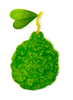 Bergamot