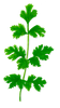 Coriander Leaf