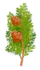 Cypress