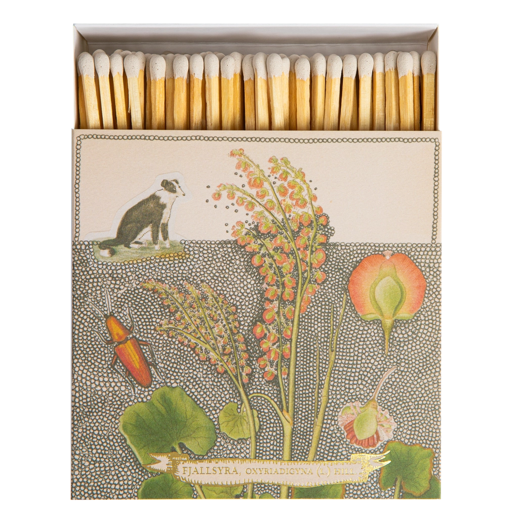 Chien Botanical Drawing Matches