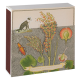 Chien Botanical Drawing Matches