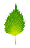 Shiso Leaf