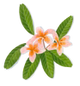 Frangipani