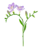Freesia