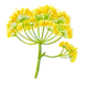 Galbanum