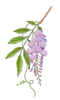 Wisteria