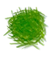 Cut Grass