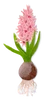 Hyacinth