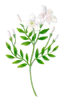 Jasmine