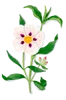 Labdanum