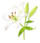 Lily