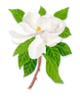 Magnolia