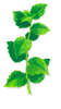 Mint