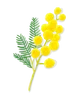 Mimosa