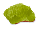 Moss