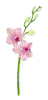 Orchid