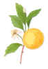 Grapefruit
