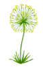 Papyrus