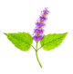 Patchouli