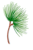 Maritime Pine