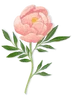 Peony