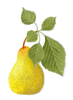 Pear