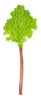 Rhubarb