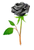 Black Rose