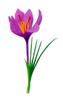 Saffron
