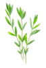 Thyme