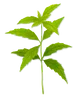 Verbena