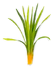 Vetiver